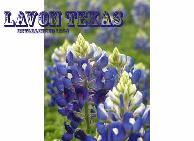 Blue Bonnet